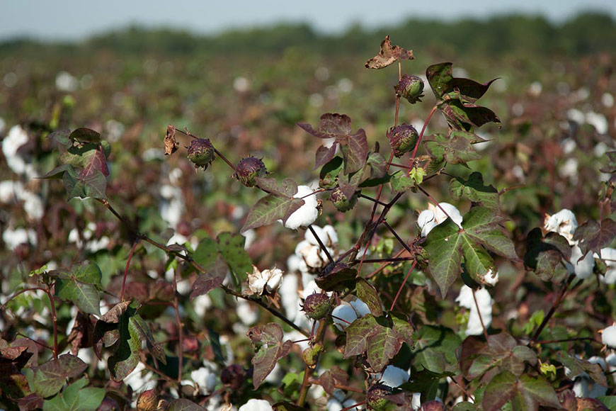 Quả bông là nguyên liệu chính để sản xuất vải Cotton