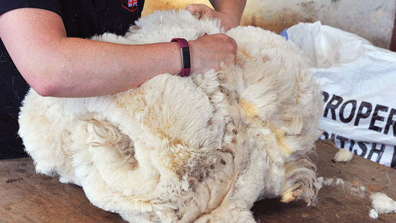 len lông cừu Lambswool